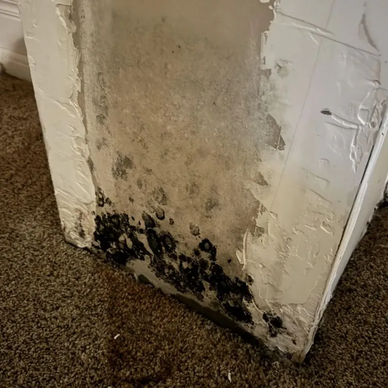 Professional Mold Removal in Helotes, TX